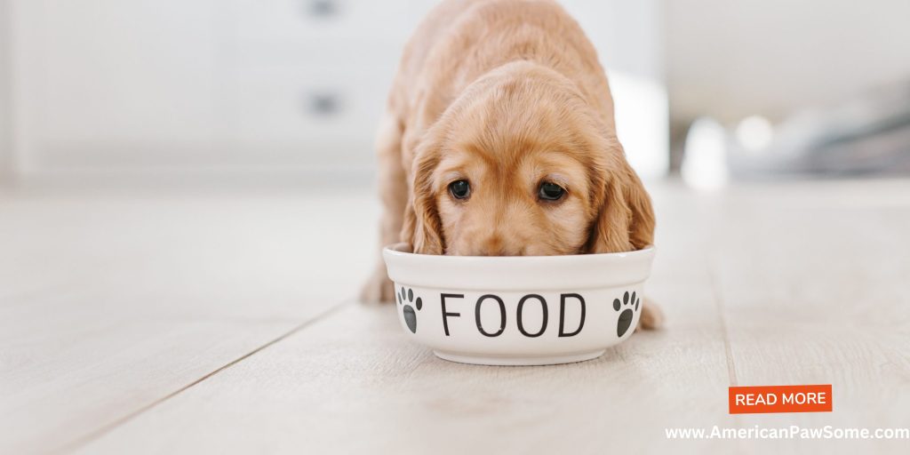 Food Choices for your dog