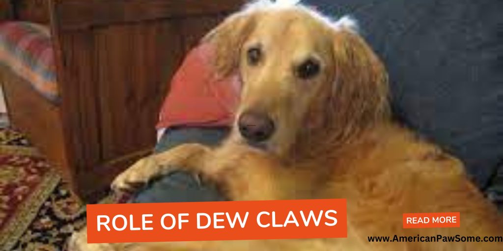 Role Of Dew Claws