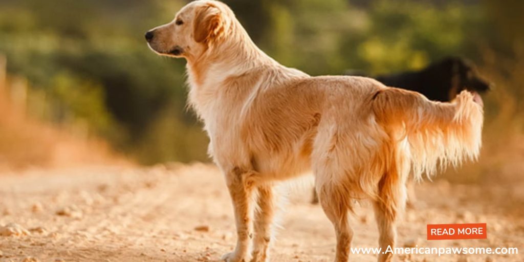 Can Golden Retrievers Be Outside Dogs: Comprehensive Guide