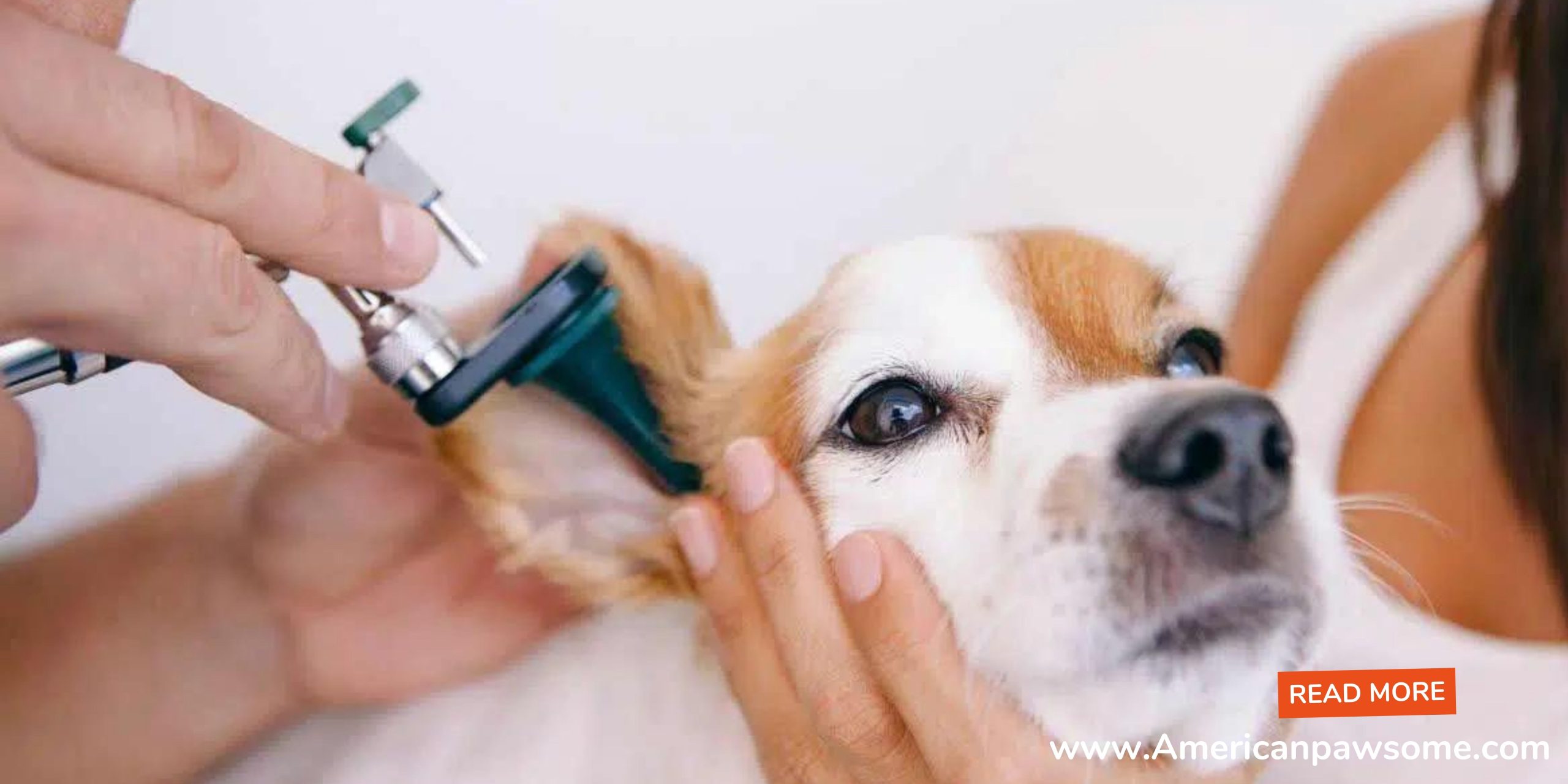Dog Amoxicillin For An Ear Infection