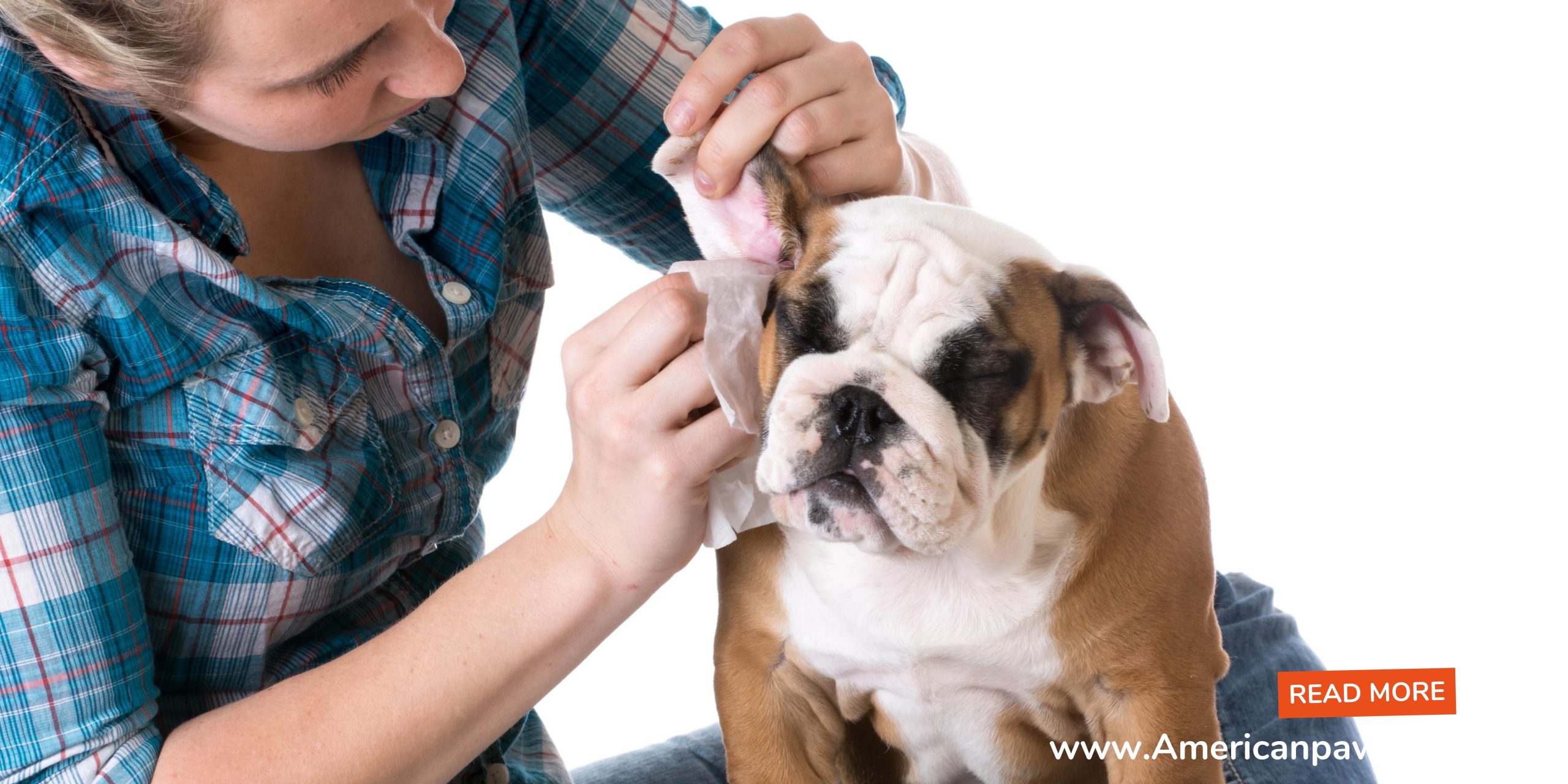 Dog Ear Infection At Home
