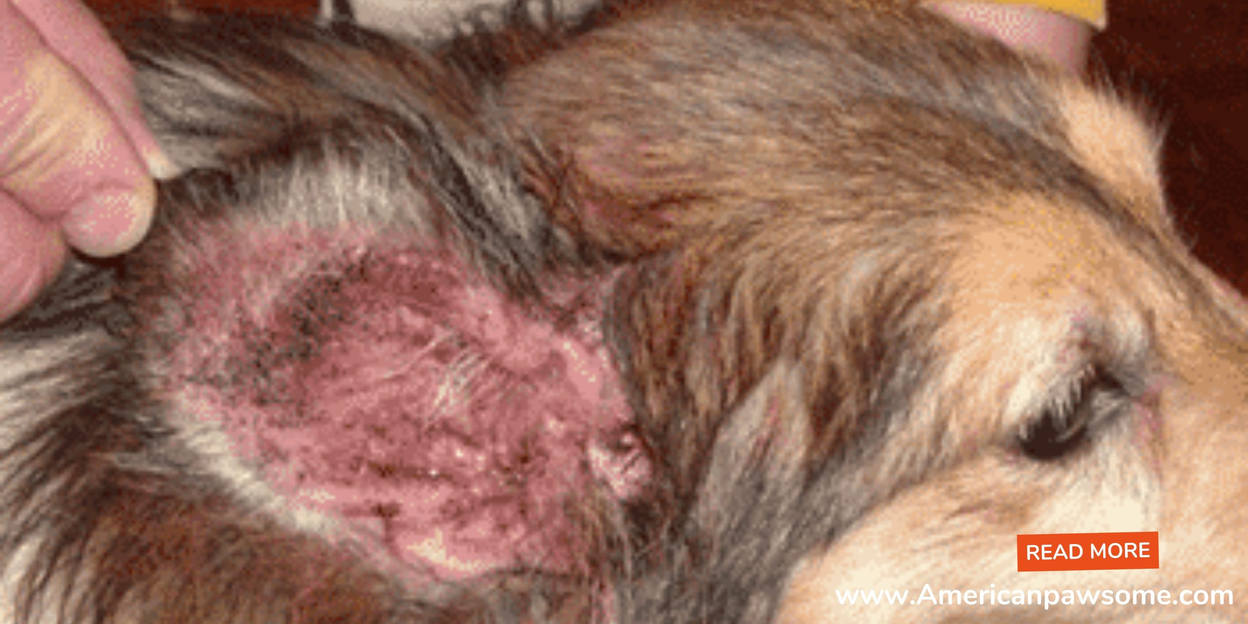 Dog Ear Infections Contagious