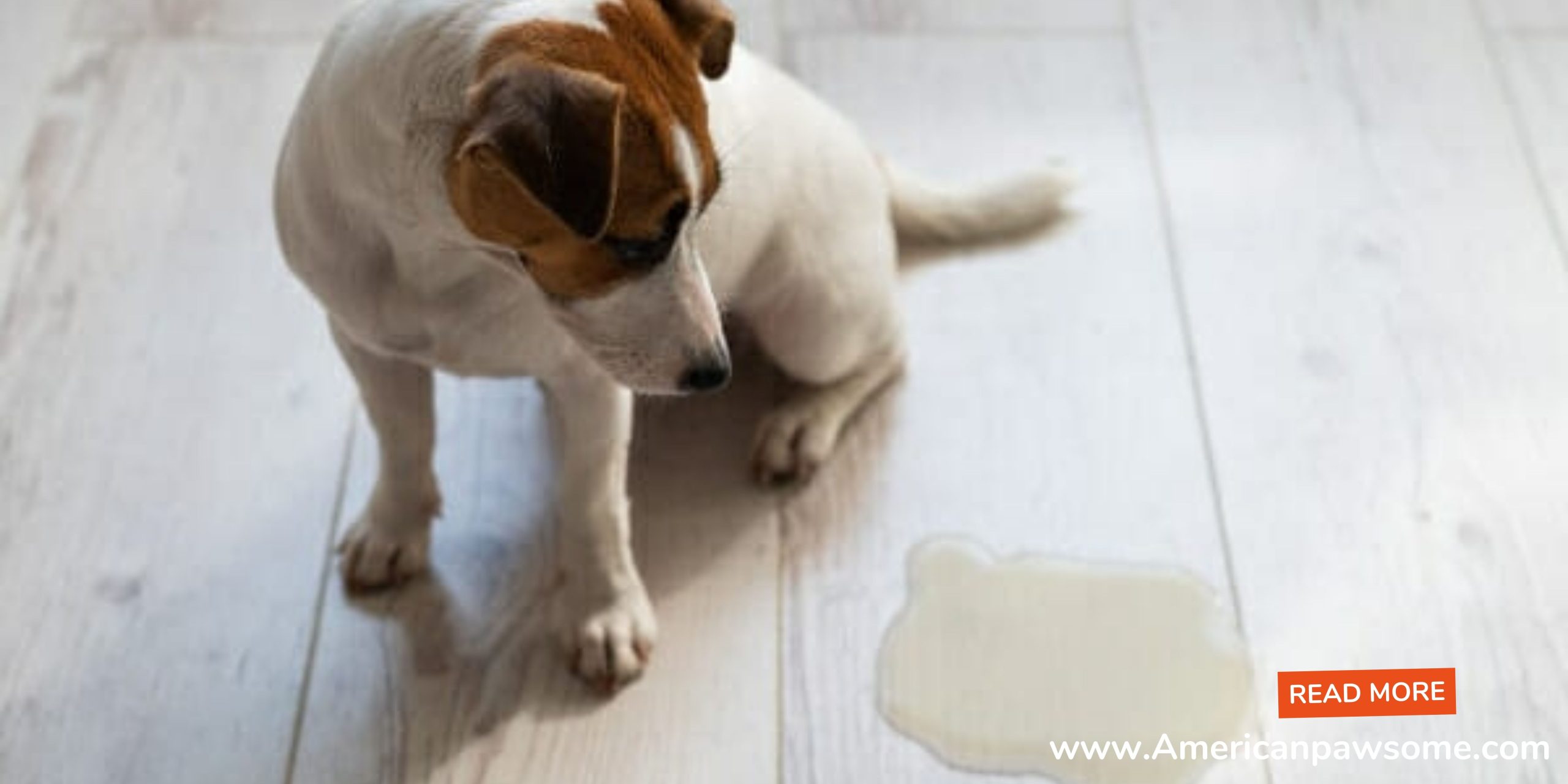Dogs Get Urinary Tract Infections