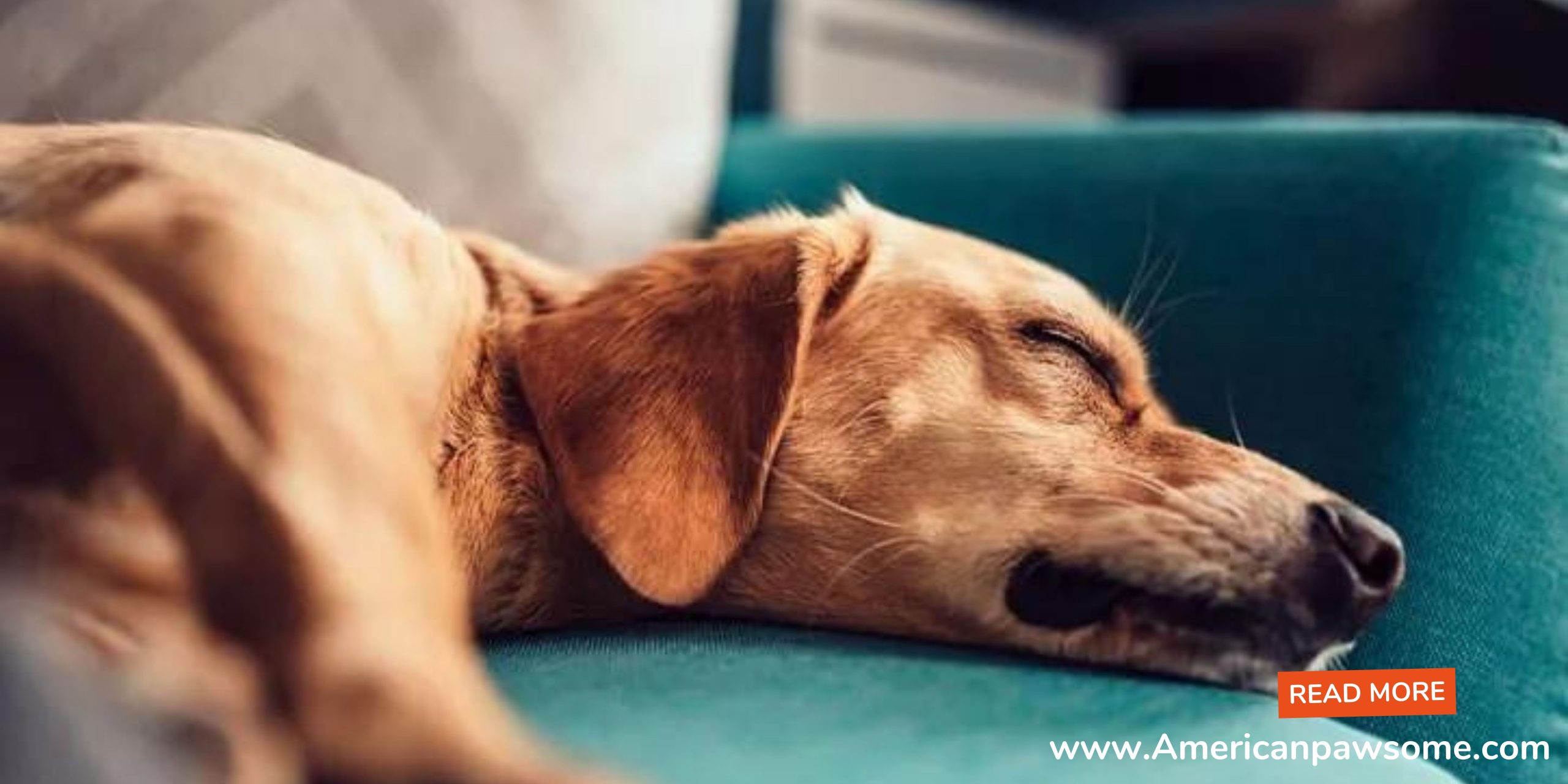Ear Infection in Dogs