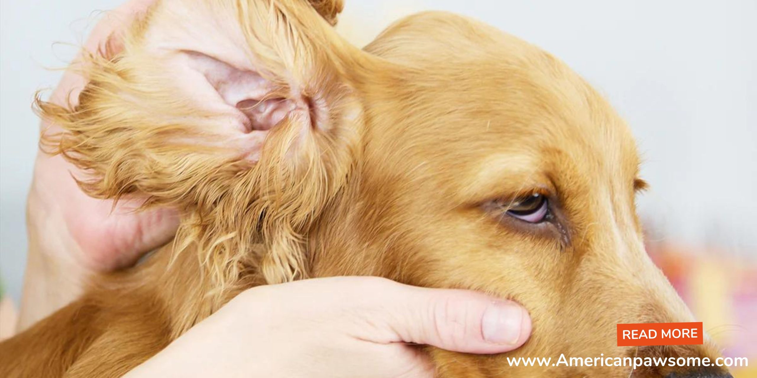 How Do You Know If Dog Has Ear Infection