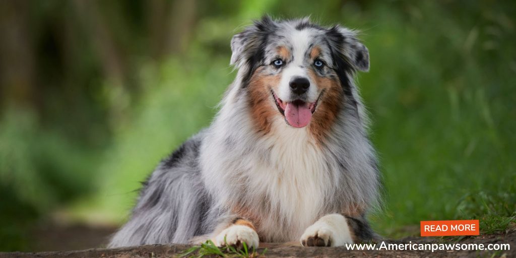 How Smart Are Australian Shepherds: Unveiling Their Extraordinary Minds