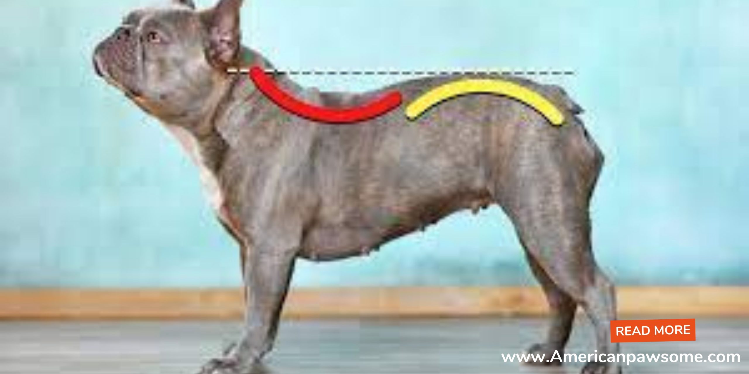 How to Fix High Rear in American Bully
