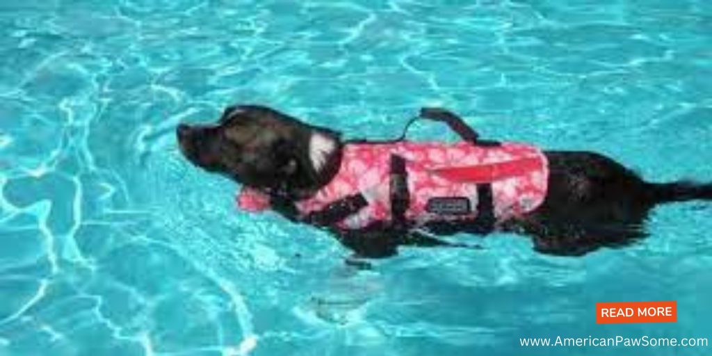dog Safety in water