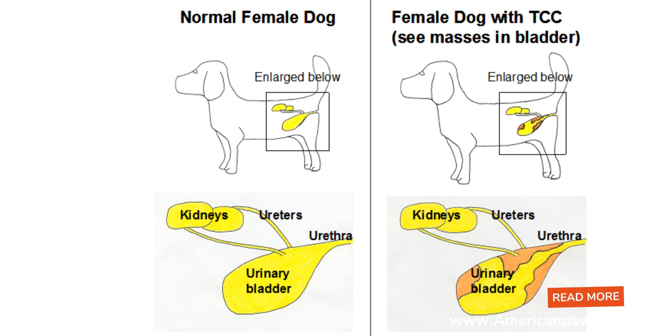 What Can You Give a Dog for Urinary Tract Infection Your Guide UTI Care