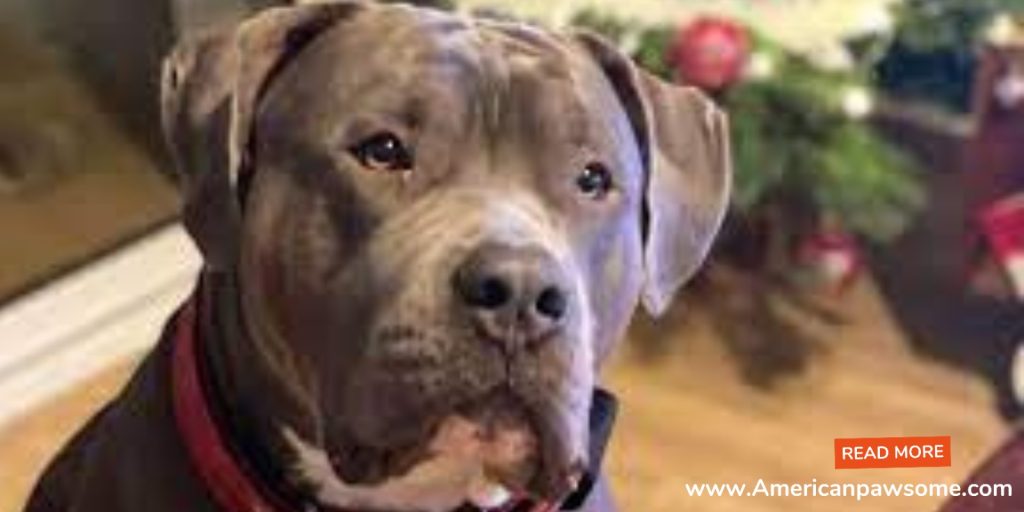 What is an American Bully Mixed With? Exploring Canine Companions