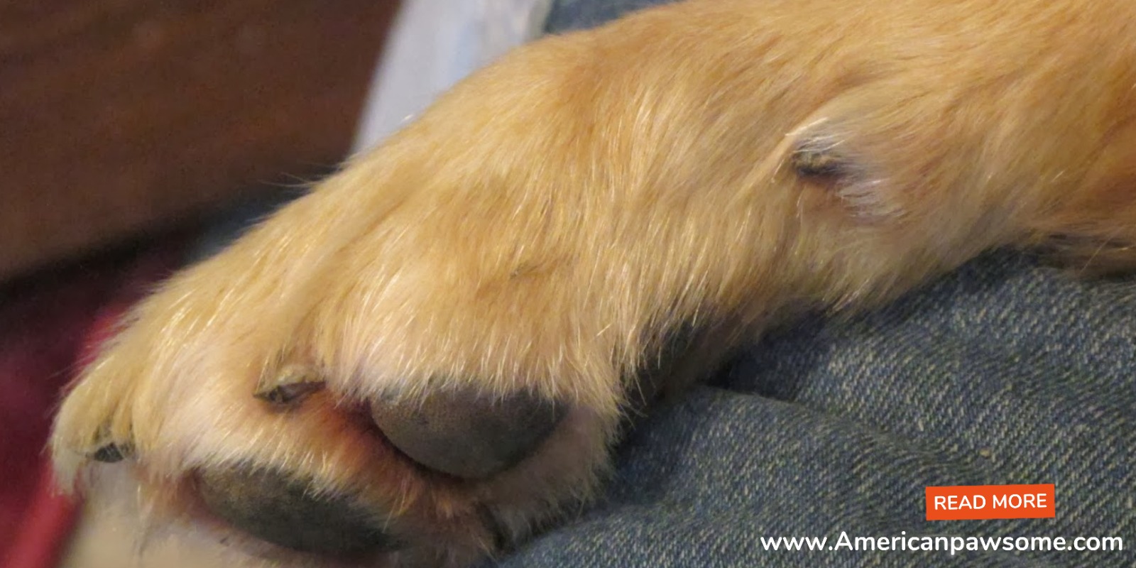 Do Golden Retrievers Have Dew Claws?