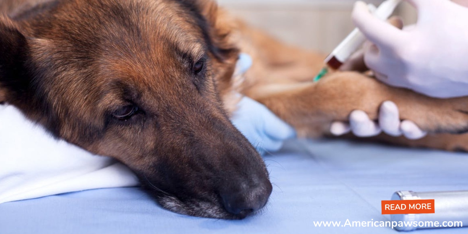 Can a vaccinated dog get kennel cough?