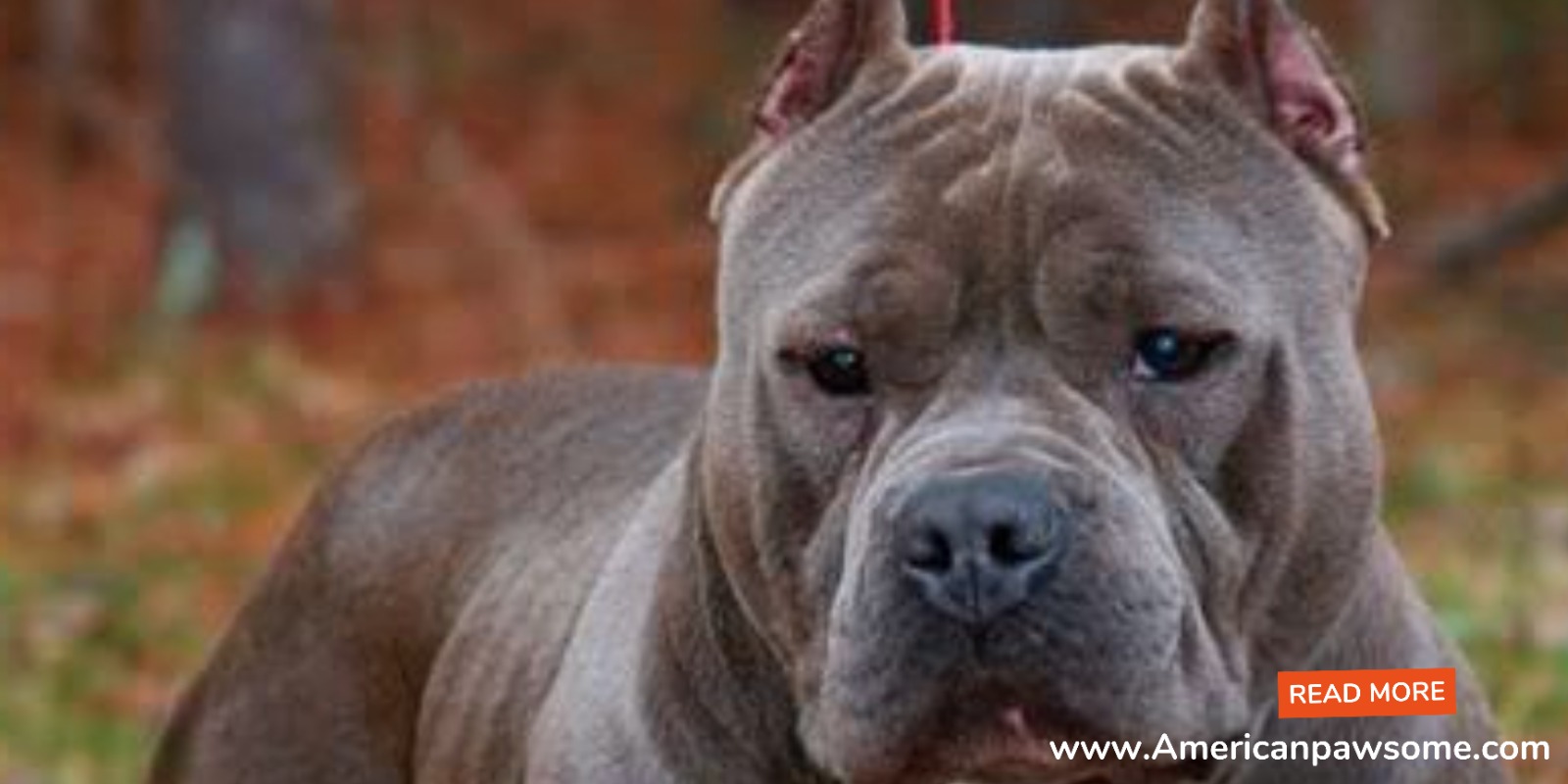 When Does American Bully Head Growth Occur