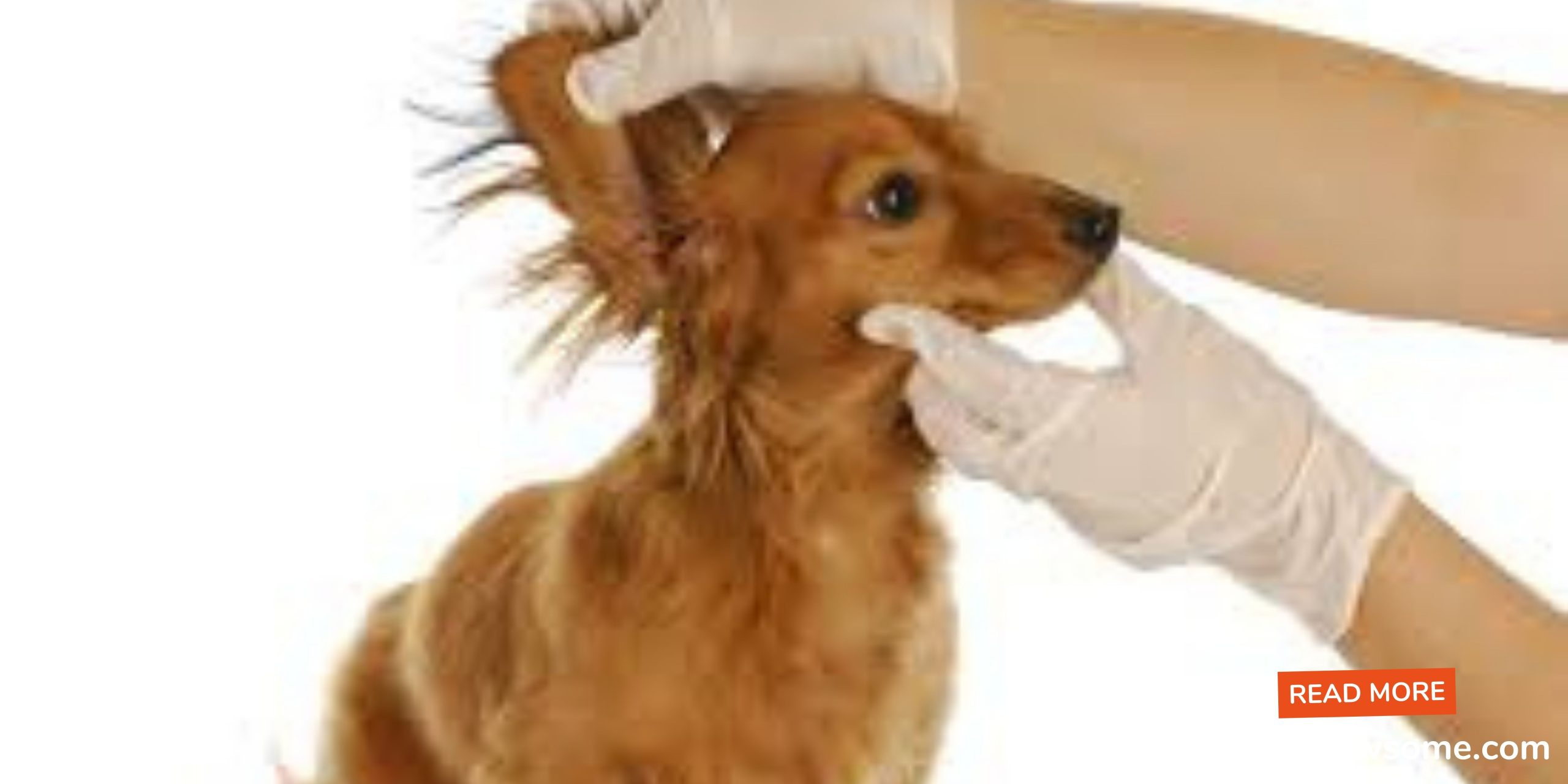 infections contagious in dogs?