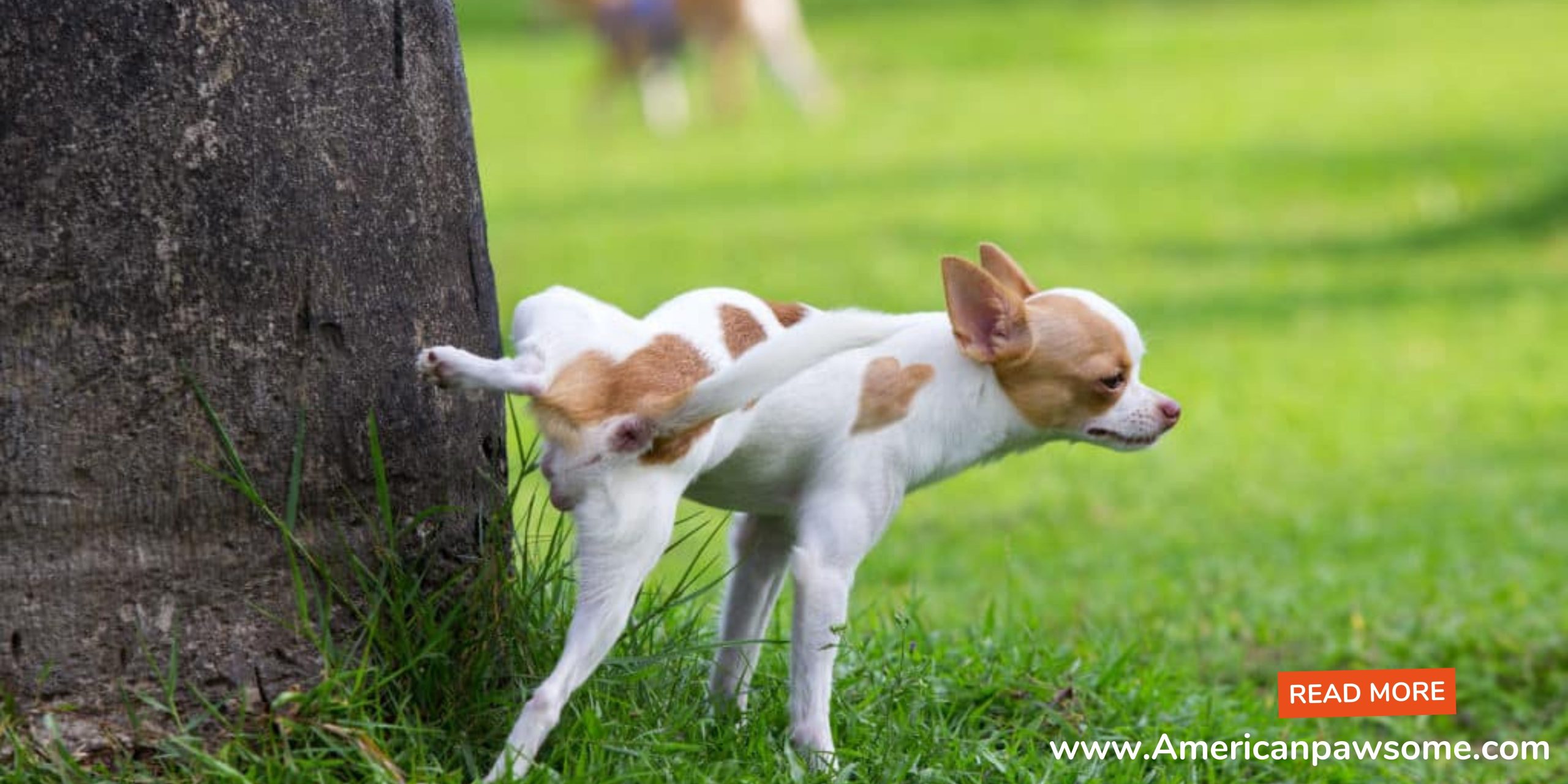 how do dogs get urinary tract infections