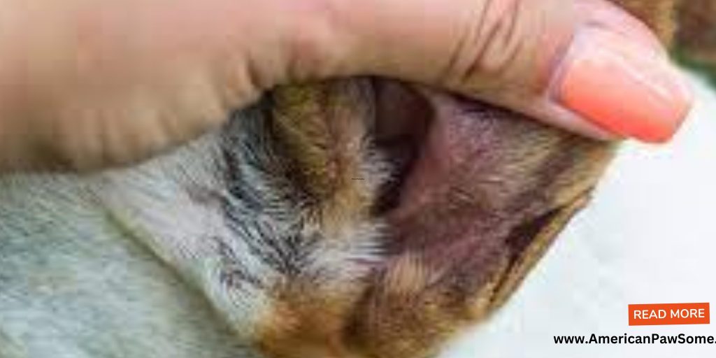 Understanding Canine Ear Infections