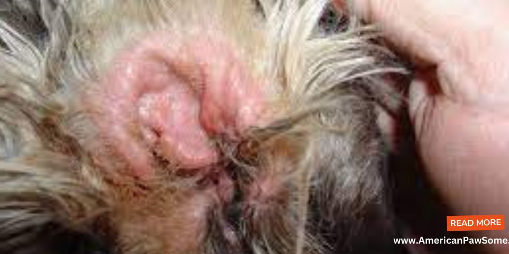 Ear Yeast Infections